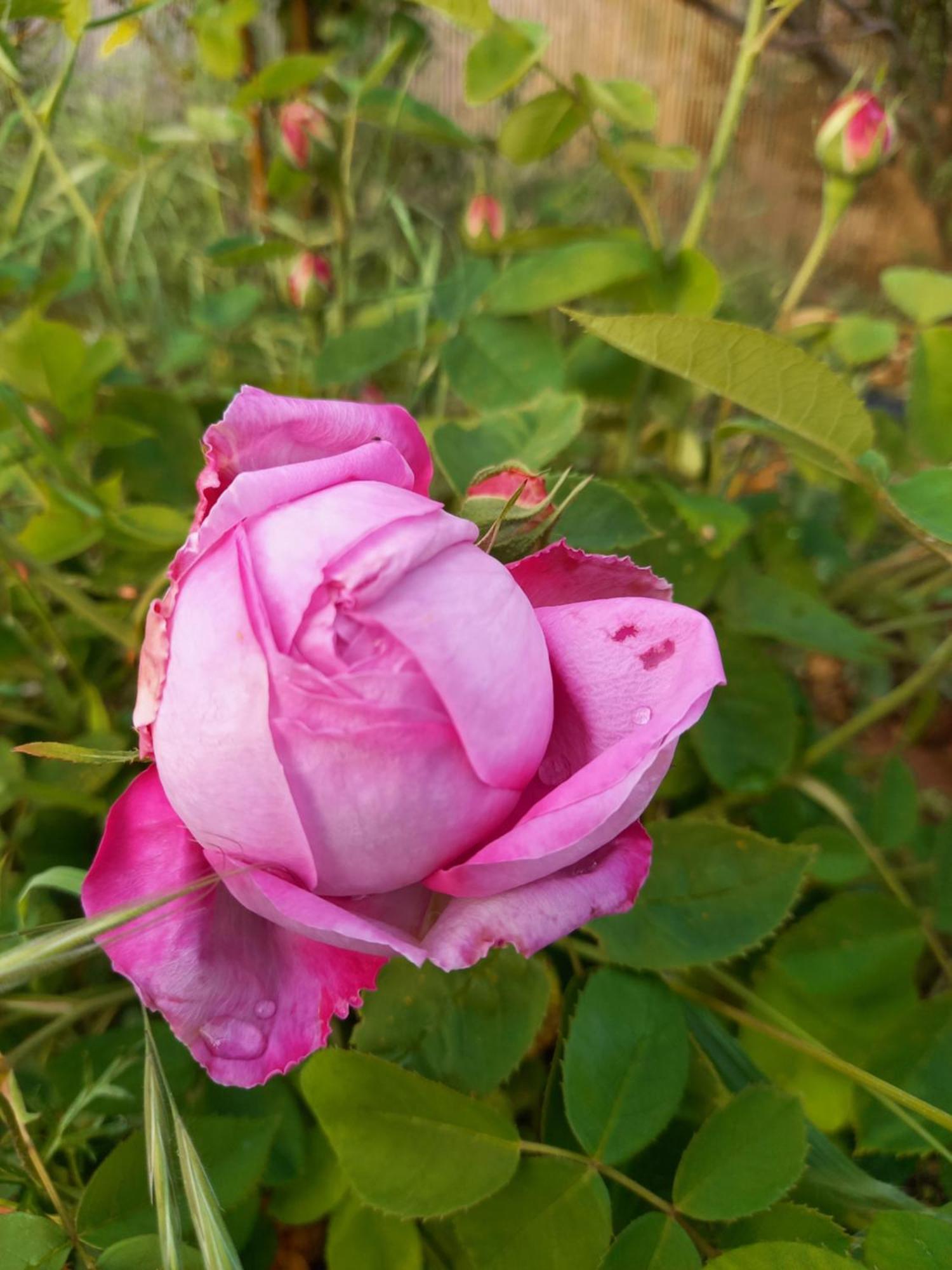 Villa Koumneni Pano Akourdalia Dış mekan fotoğraf