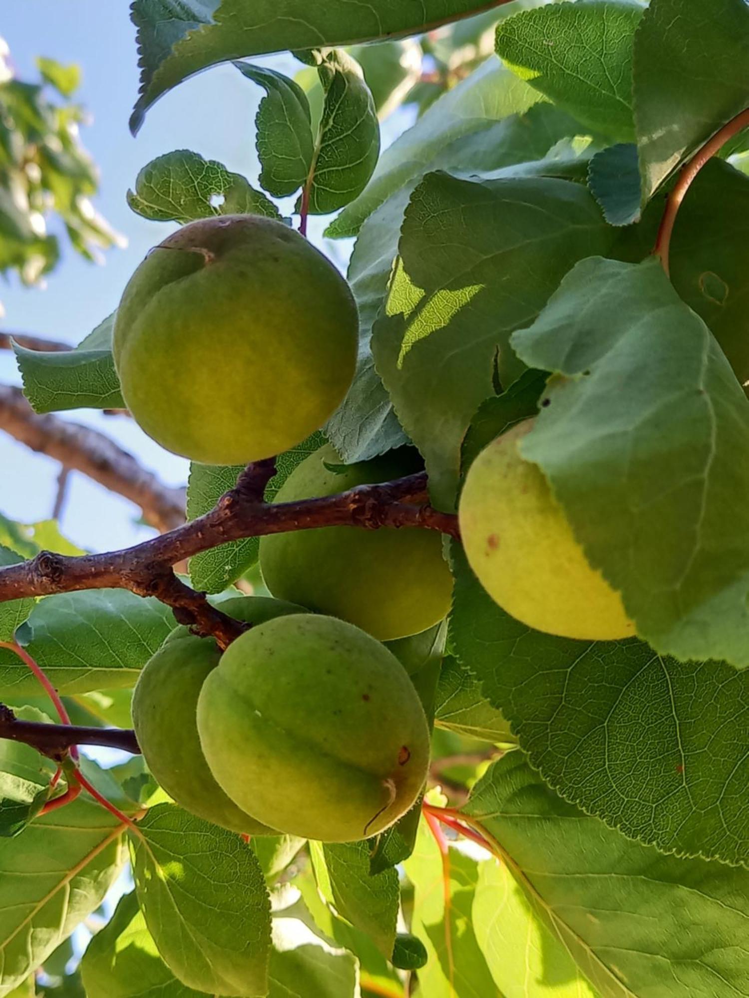 Villa Koumneni Pano Akourdalia Dış mekan fotoğraf