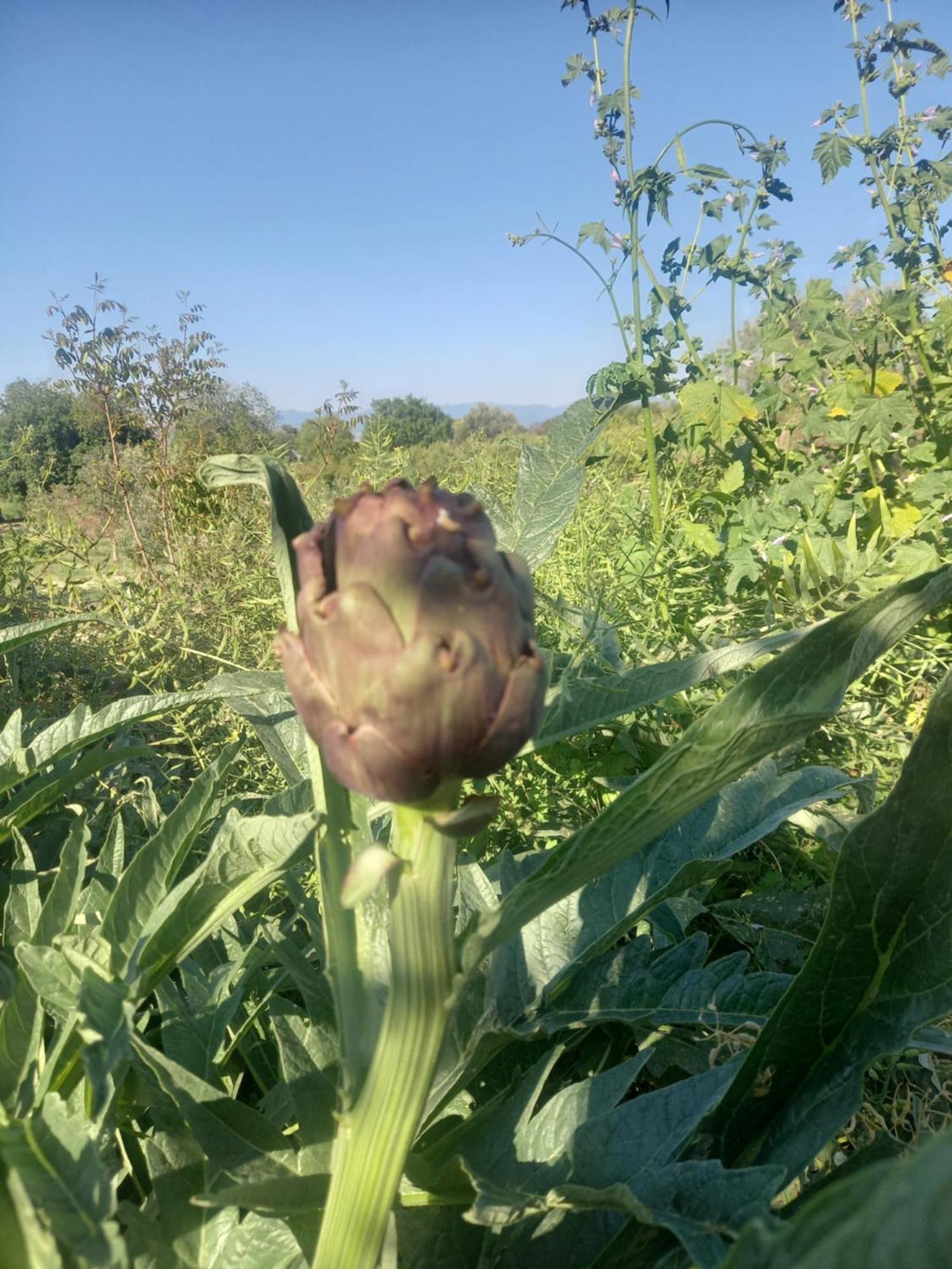Villa Koumneni Pano Akourdalia Dış mekan fotoğraf