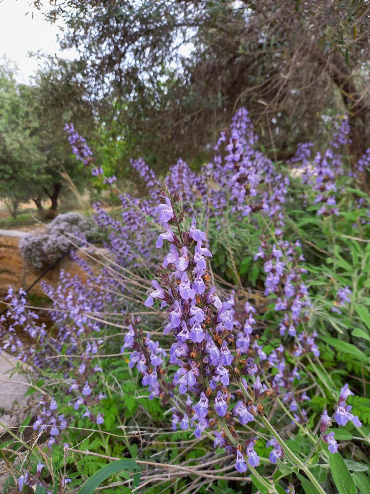 Villa Koumneni Pano Akourdalia Dış mekan fotoğraf