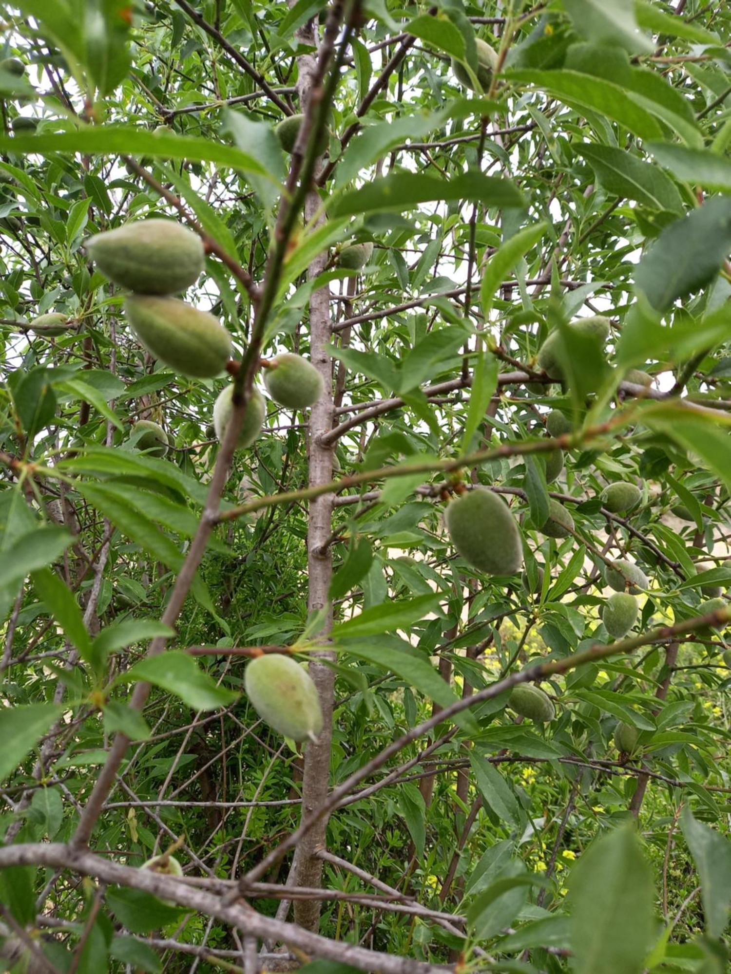 Villa Koumneni Pano Akourdalia Dış mekan fotoğraf