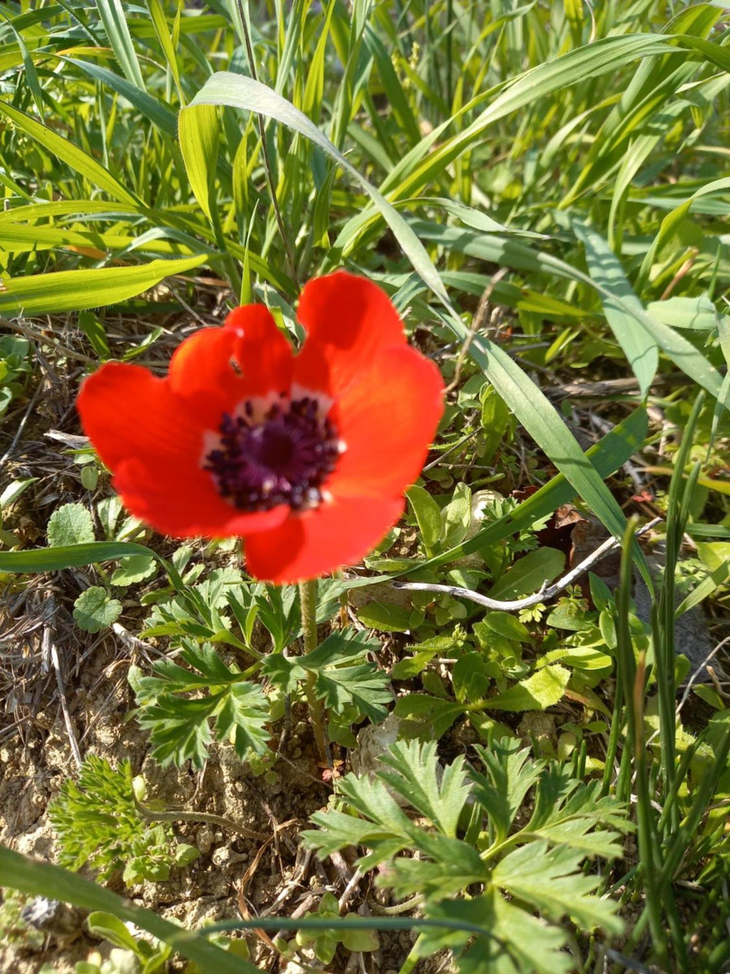 Villa Koumneni Pano Akourdalia Dış mekan fotoğraf