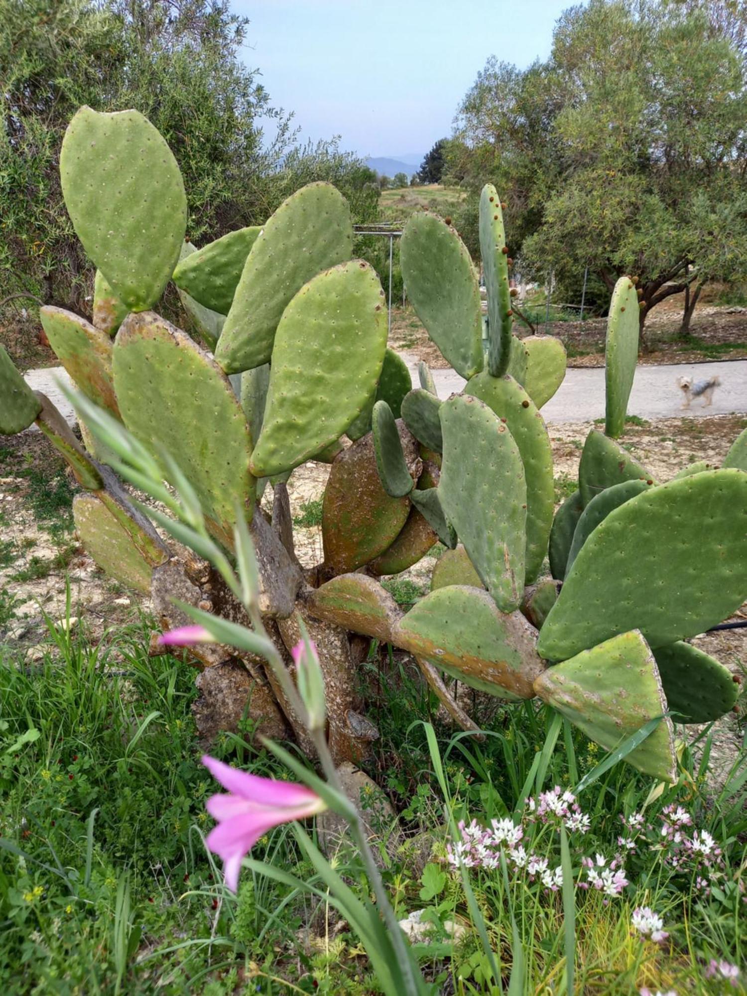 Villa Koumneni Pano Akourdalia Dış mekan fotoğraf