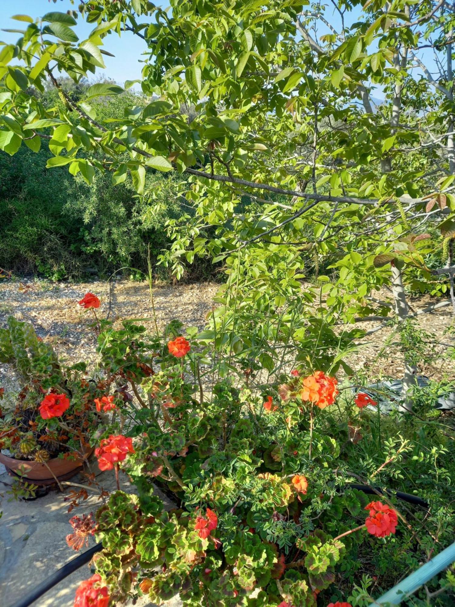 Villa Koumneni Pano Akourdalia Dış mekan fotoğraf