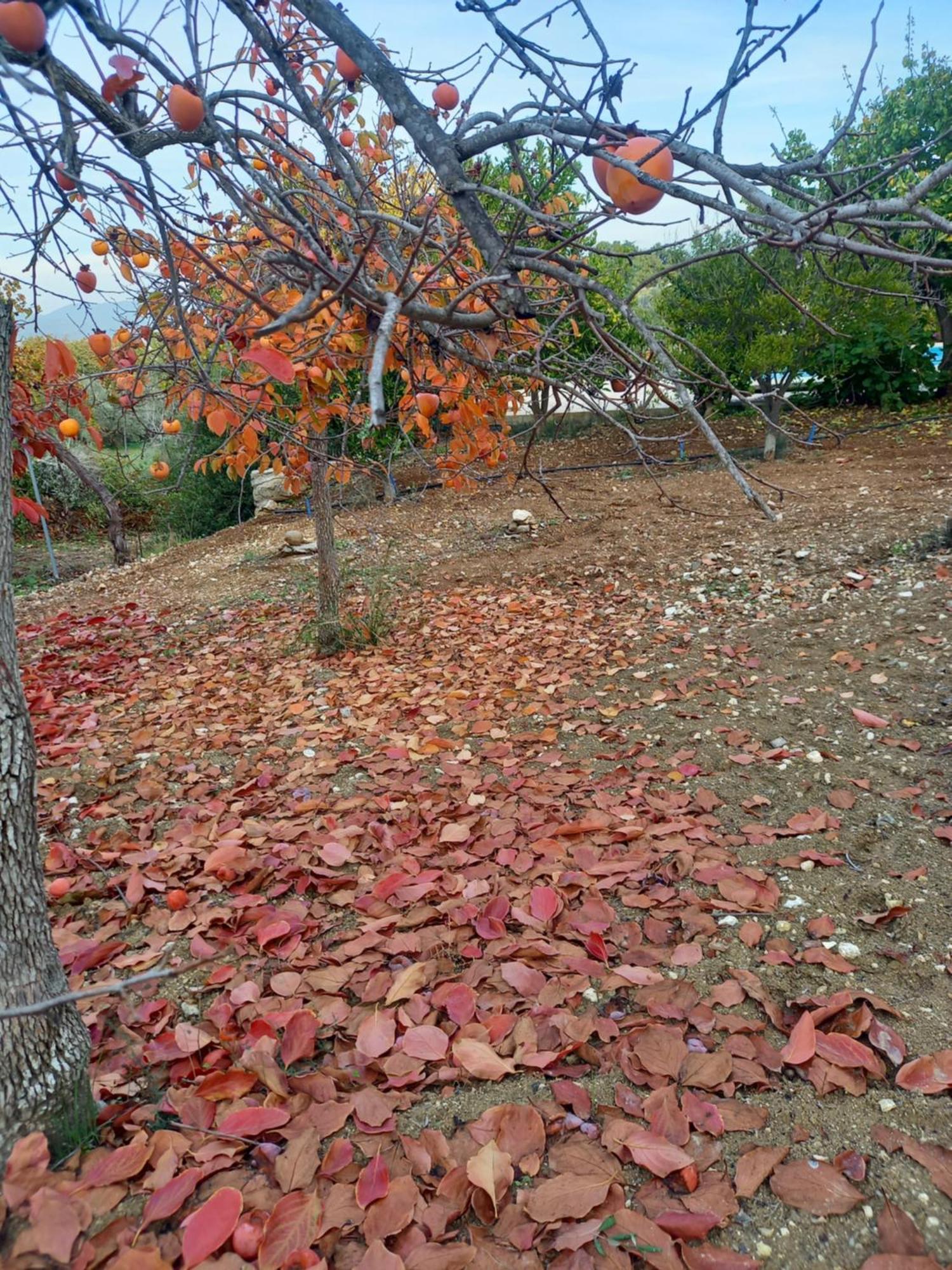 Villa Koumneni Pano Akourdalia Dış mekan fotoğraf